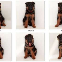 German Shepherd Puppies from Brimka Haus German Shepherds