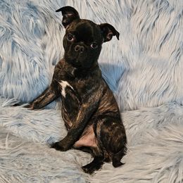 Companion Cross puppies from Easter Bostons,Pugs & Buggs