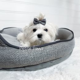 Kingsley - male Maltese puppy in Tampa, Florida from Petite Pawz