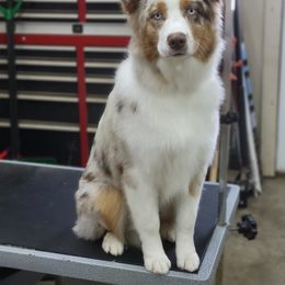 Australian Shepherd Puppies from Grand Ridge Australian Shepherds