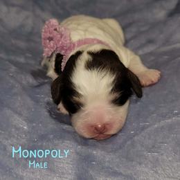 Monopoly - Tri-color male Australian Labradoodle puppy in Beecher, Illinois from Erica’s Doodles
