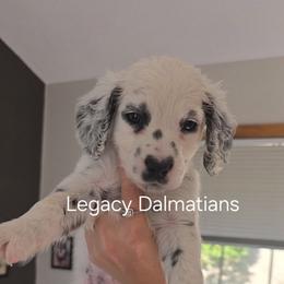 Thunder - White and black male Dalmatian puppy in Janesville, Wisconsin from Legacy Dalmatians