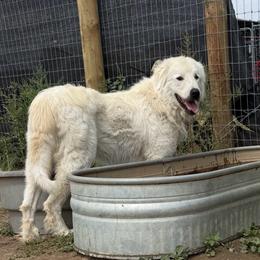 Colorado Mountain Dog puppies from Sharp Guardians and Goldens