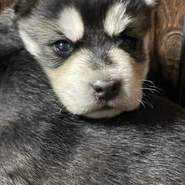 Gunner - Black and white male Siberian Husky puppy in Diamond Lake, Washington from Husky Haven WA