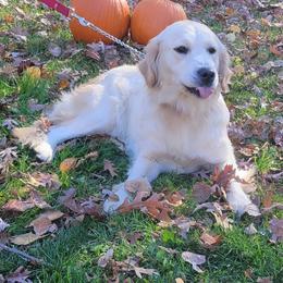 Creme Puff - Golden female Golden Retriever puppy in Milford, Michigan from Servant Kennel