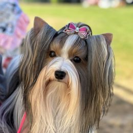 Angel - Biewer Terrier