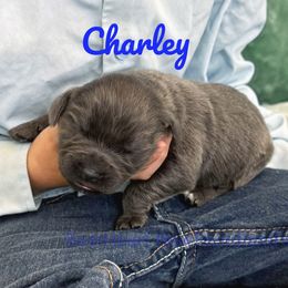 Charley - Gray male Newfoundland puppy in Cortez, Colorado from Bear Heart Newfoundlands, LLC