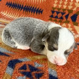 Eddie - Blue male Pembroke Welsh Corgi puppy in Okeechobee, Florida from HotShot Kennels