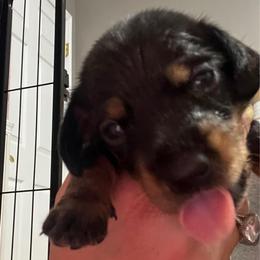 Mr. Black.  AKC - Black and tan male Dachshund puppy in Miami, Florida from Maitime Dachshund