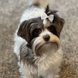 Gidget - Yorkshire Terrier