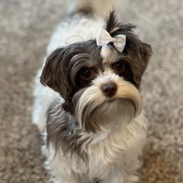 Gidget - Yorkshire Terrier