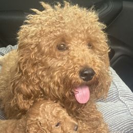 Nelli - Labradoodle