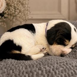 Donna - Purple collar - Black white and brown female Basset Hound puppy in Edmonton, Kentucky from RiverBottom Bassets