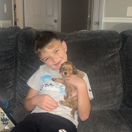 Boo - Dapple male Dachshund puppy in Madisonville, Tennessee from L&A Dachshunds