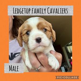 Orange - Blenheim male Cavalier King Charles Spaniel puppy in Greenleaf, Wisconsin from Ledgetop Family Cavaliers