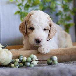 Roxy - Parti female Goldendoodle puppy in Cherry Creek, New York from Doodles Pups of NY