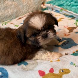 CUBBY - Red and white male Shih Tzu puppy in Kamilche, Washington from Serendipity Shih tzu