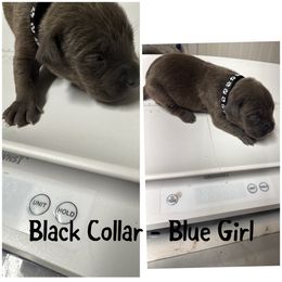 Black collar - Gray female Cane Corso puppy in Laplace, Louisiana from BFM Cane Corso’s