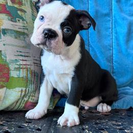 Chance - Black and white male Boston Terrier puppy in Lexington, South Carolina from Velveteen Bostons