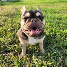 "BB" - Tricolors French Bulldog puppy in Rialto, California from RPA