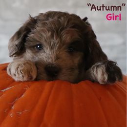 Autumn - Merle female Goldendoodle puppy in Payson, Utah from Country Sky Doodles