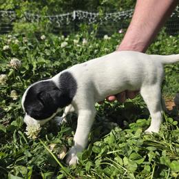 Cuzco - Black and white male Jack Russell Terrier puppy in Clarkesville, Georgia from Bagg End Jack Russell Terriers