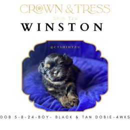 Shih Tzu Puppies from Crown & Tress Shih Tzu