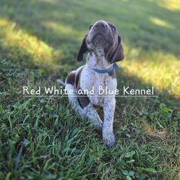 Blue Female - Liver and white female German Shorthaired Pointer puppy in Linton, Indiana from Red White and Blue Kennel