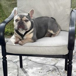 Winston - Blue male French Bulldog puppy in Raeford, North Carolina from Haynes French Bulldogs