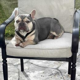 Winston - Blue male French Bulldog puppy in Raeford, North Carolina from Haynes French Bulldogs