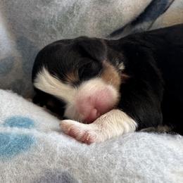 Lady Daphne - Tri-color female Bernedoodle puppy in Forsyth, Illinois from Birdies Mini Bernedoodles