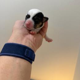 Cj girl 4 - White and black female Pembroke Welsh Corgi puppy in Dickinson, Texas from Gulf Coast Corgis
