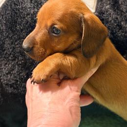 Daizy Mae - Red female Dachshund puppy in Fayetteville, North Carolina from Army of Dachshunds
