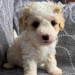 Angie - White female Maltipoo puppy in Bakersfield, California from Silvia's Maltipoos