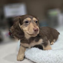 Maximus - Chocolate and cream male Dachshund puppy in Oklahoma City, Oklahoma from OkieDoxieland Dachshunds