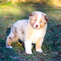 Turkey - Red merle male Australian Shepherd puppy in Belton, Texas from Brilliant Beautiful Australian Shepherds