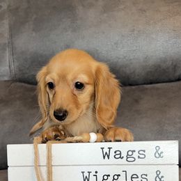 Sadie - Red female Dachshund puppy in Stuart, Iowa from Johnson Family Corgis and more