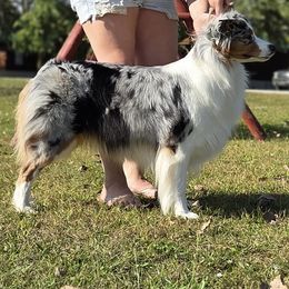 Australian Shepherd puppies from Krafthaus Rottweilers