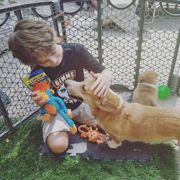 Pembroke Welsh Corgi Puppies from Milton Corgis