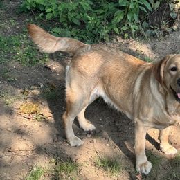 River - Labrador Retriever