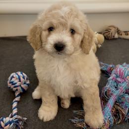 Star - Cream male Goldendoodle puppy in Pensacola, Florida from Goldendoodles Love You in Pensacola Friend Edition