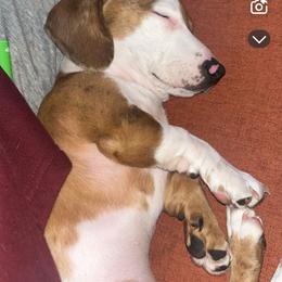 Dachshund Puppies from Doxie Dreams