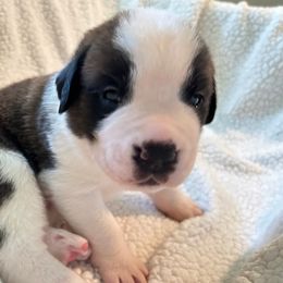 Boy 1 - Brown and white Saint Bernard puppy in Albuquerque, New Mexico from St Peter’s Gate Pups