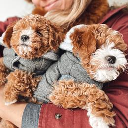 Cavapoo and Poodle Puppies from Freckle Paw Poodles