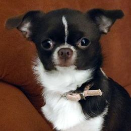 Norah - Chihuahua