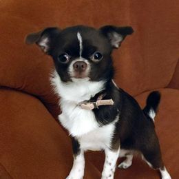 Norah - Chihuahua