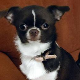 Norah - Chihuahua