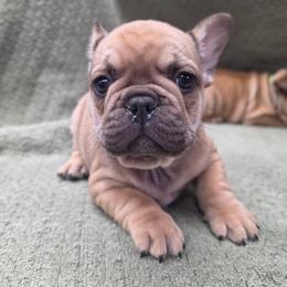 Boy 4 - Fawn male French Bulldog puppy in Grand Junction, Colorado from Elisabeth's Frenchies