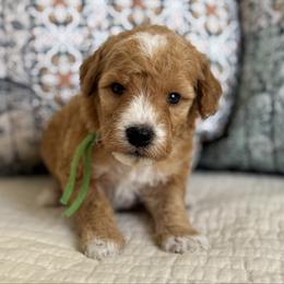 Biscuit-green - Apricot male Goldendoodle puppy in Beckley, West Virginia from By Design Doodles