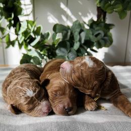 Bernedoodle and Goldendoodle Puppies from Dose of Doodles